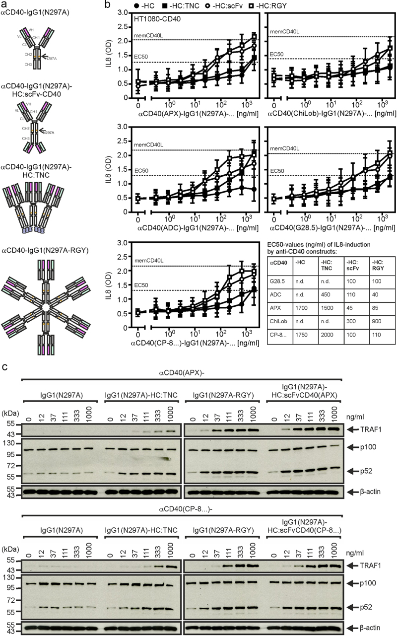 Panel A of figure shows schemes of the domain architecture of oligomeric anti-CD40 antibody variants. Panels B and C show for oligomeric variants of two different anti-CD40 antibody dose response data of ELISA and western blotting demonstrating FcγRIIB-independent production of IL8 and TRAF1 and p100 processing.