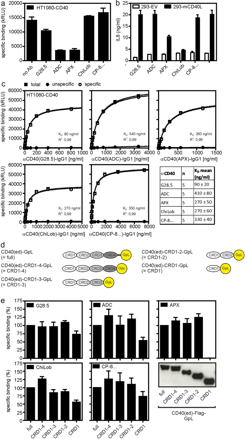 Bar diagrams showing i) that whether or not certain anti-CD40 antibodies interfere with CD40-CD40L interaction and ii) the binding of CD40 deletion mutants to the various anti-CD40 antibodies. In addition, equilibrium binding curves of anti-CD40 antibodies to CD40 are shown.