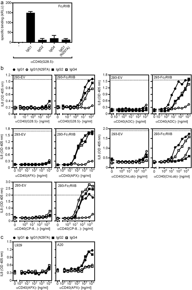 Dose–response diagrams show that all investigated anti-CD40 antibodies induce IL8 production in the presence of FcγRIIB expressing cells.