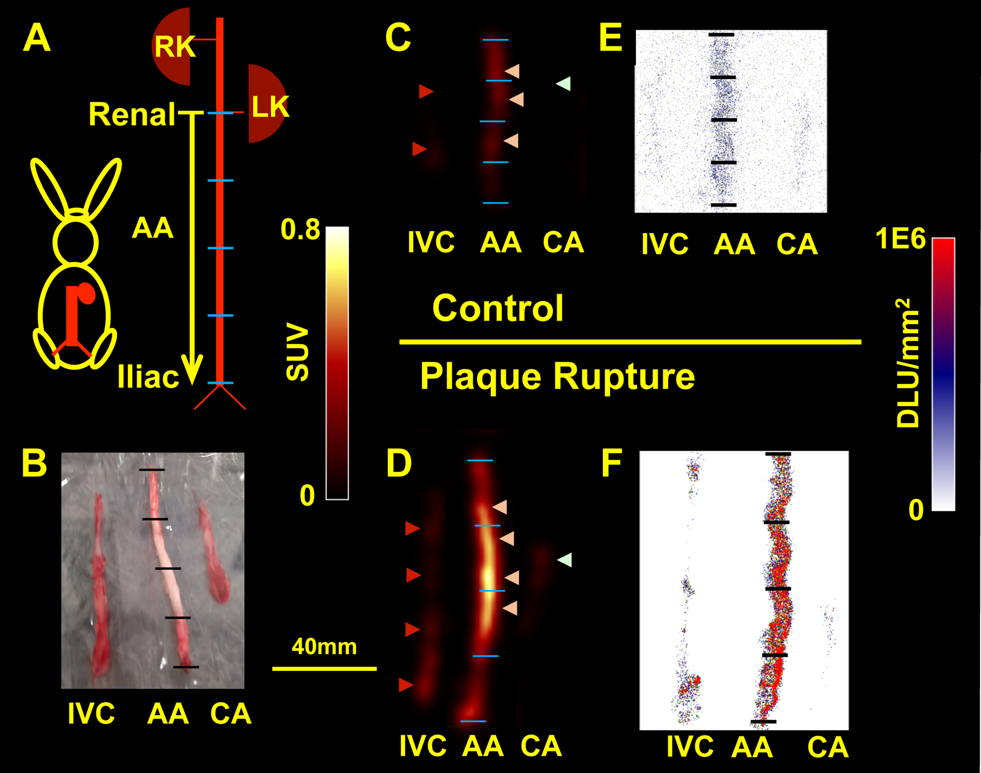 Figure 4: