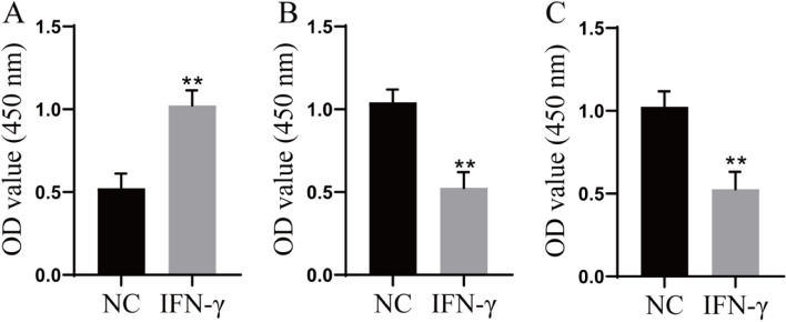 Fig. 5