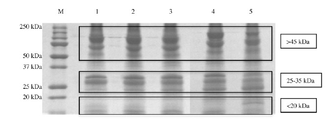 Fig. (6)