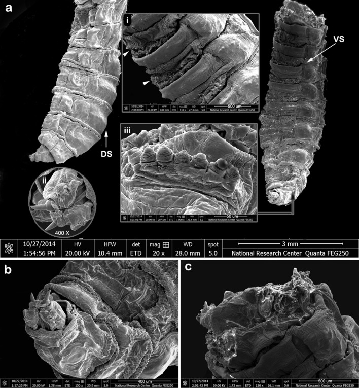 Fig. 4