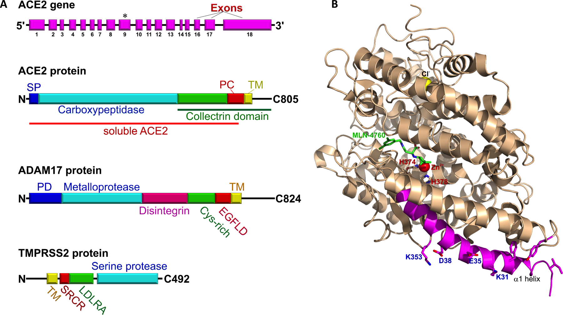 Figure 2: