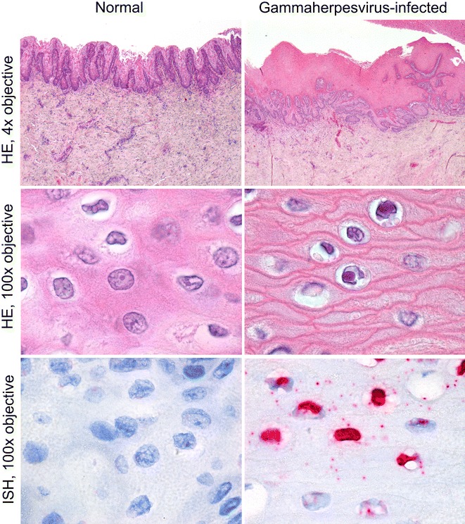 Figure 4