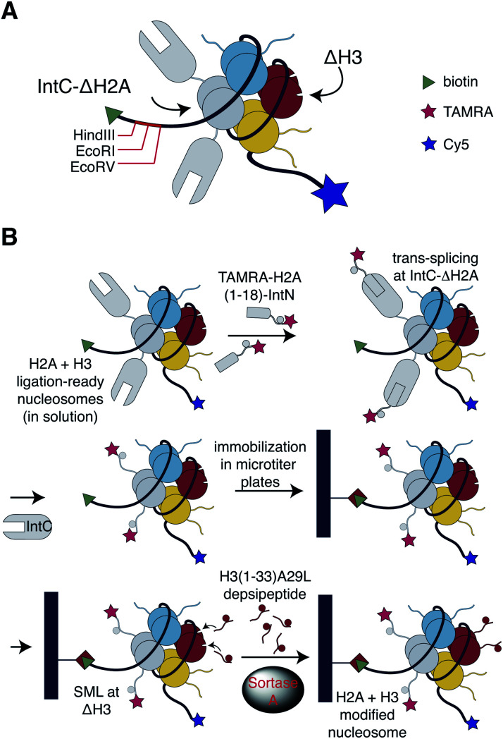 Fig. 1