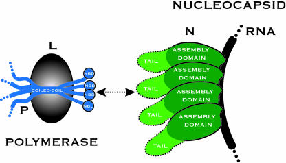 Fig. 1.