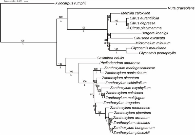 FIGURE 6