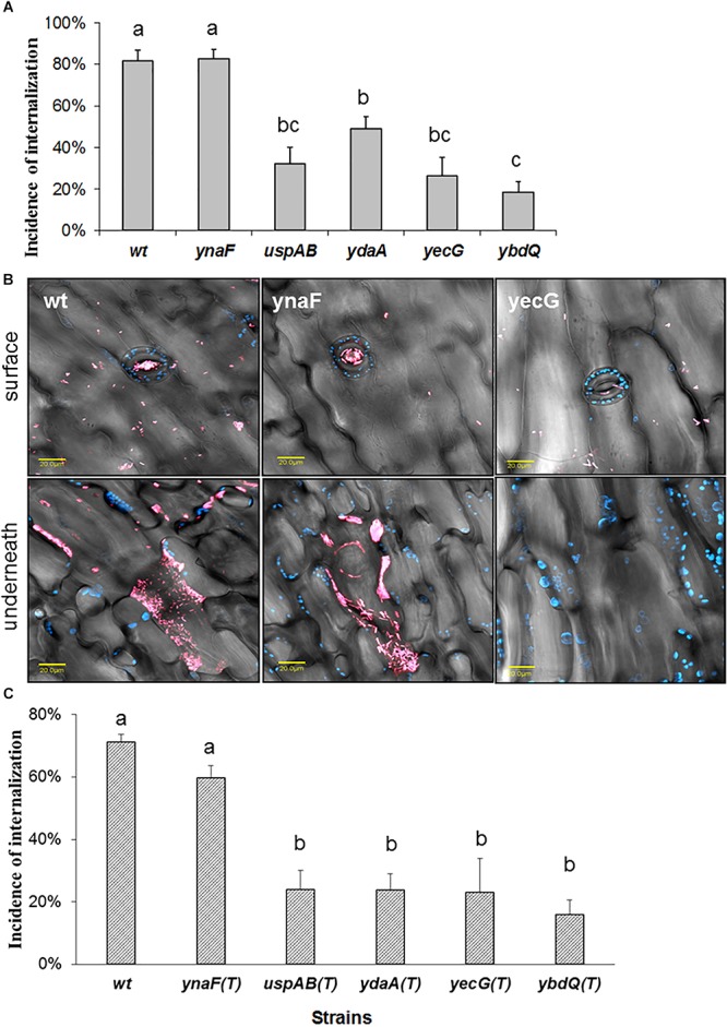 Figure 5