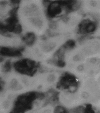 <i>Figure 1</i>
