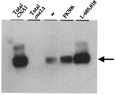 FIG. 1