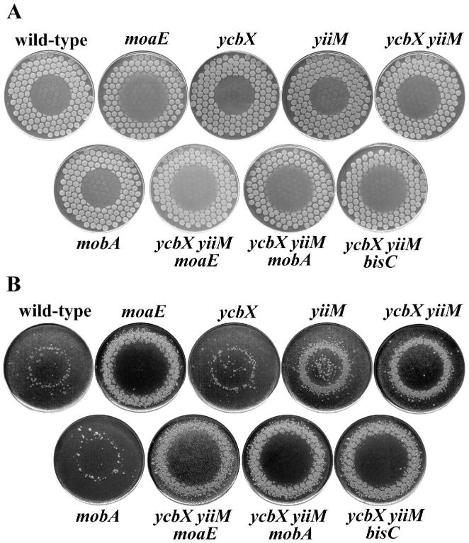 Fig. 3