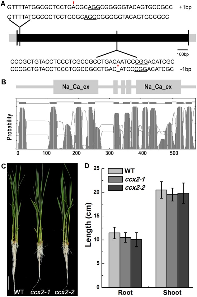 FIGURE 2