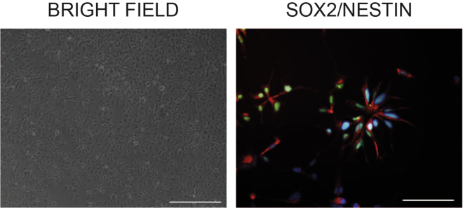 Figure 1