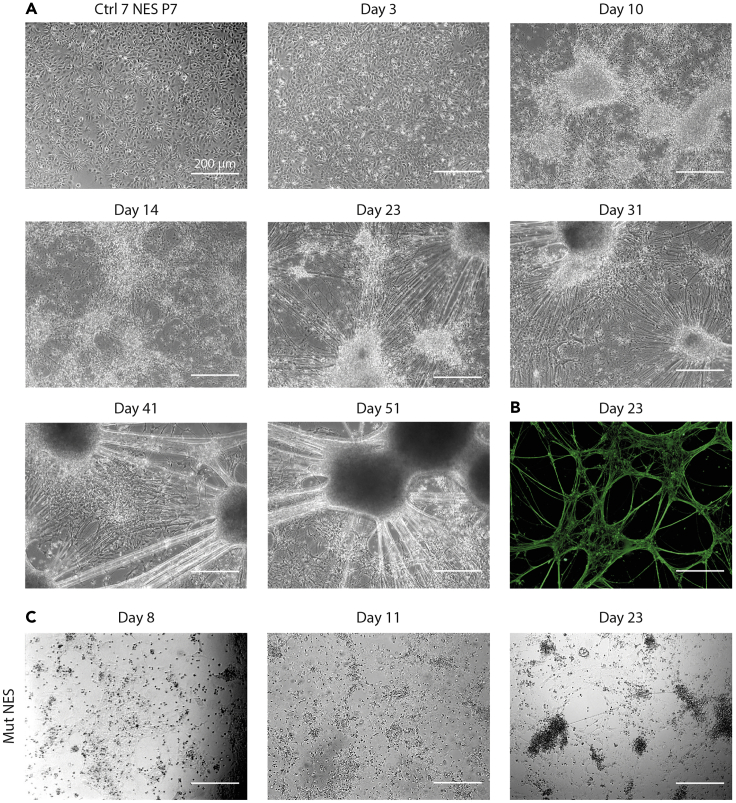 Figure 2