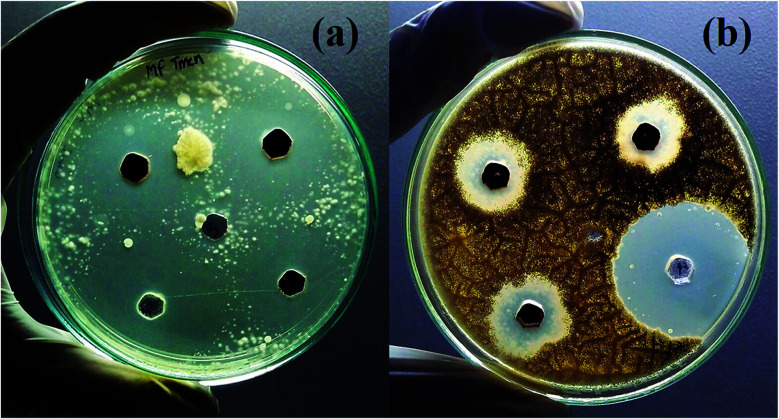 Fig. 13