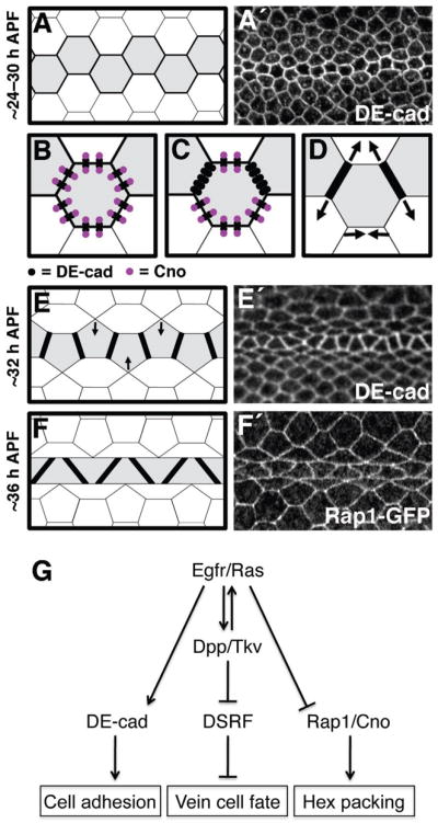 Fig. 8