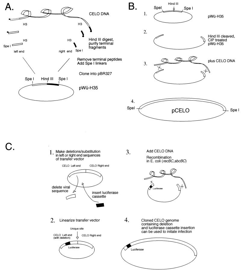 FIG. 1
