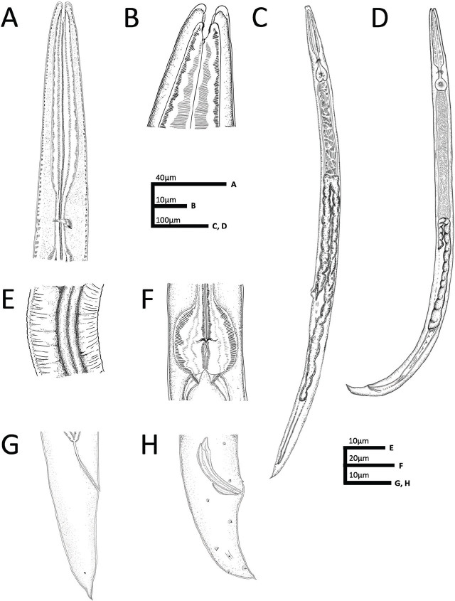 Figure 2: