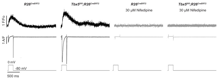 Figure 2—figure supplement 1.