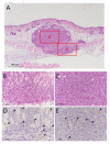 Fig. 6