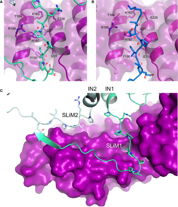 PP2A Phosphatase as an Emerging Viral Host Factor - PMC