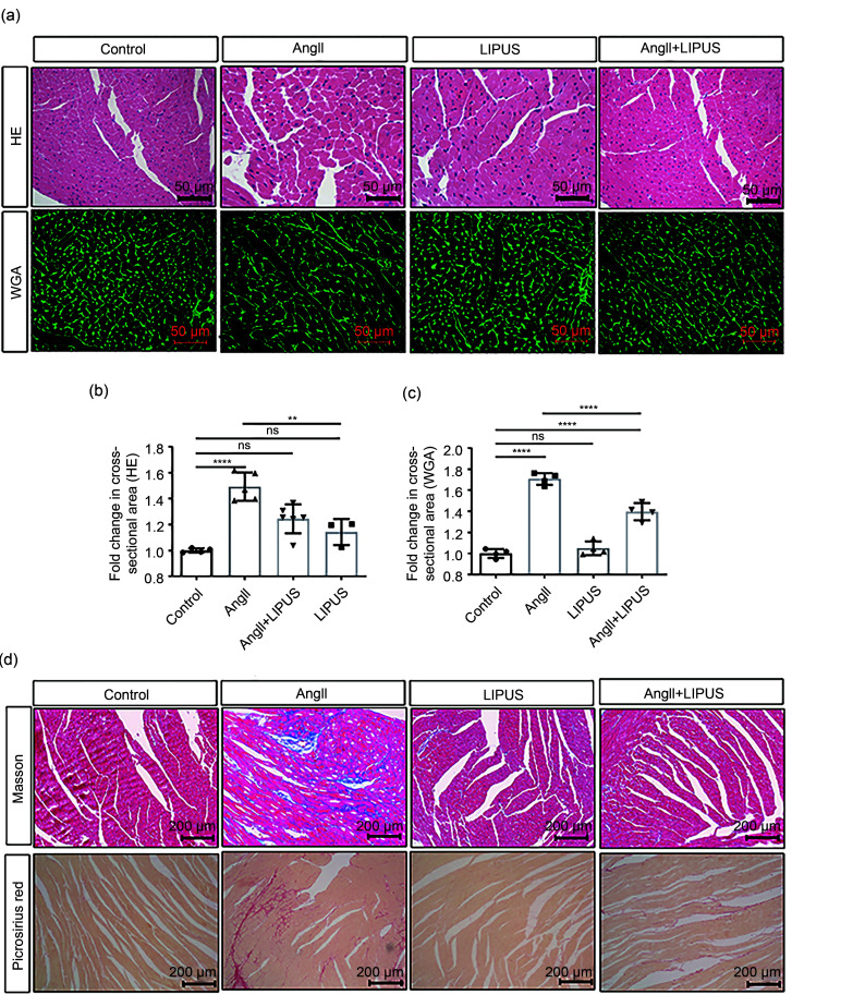 graphic file with name JZhejiangUnivSciB-22-10-818-g003a.jpg