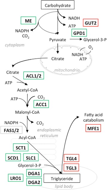 Fig. 1