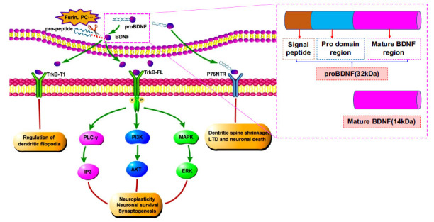 Fig. (3)