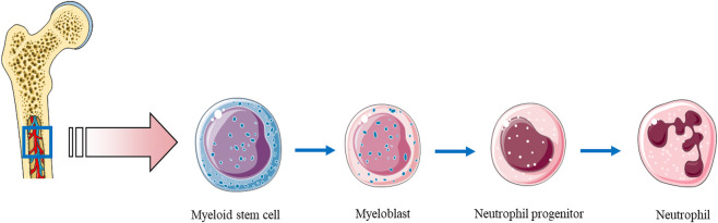 FIGURE 1