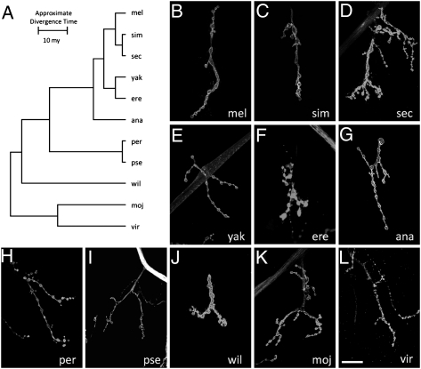 Fig. P1.