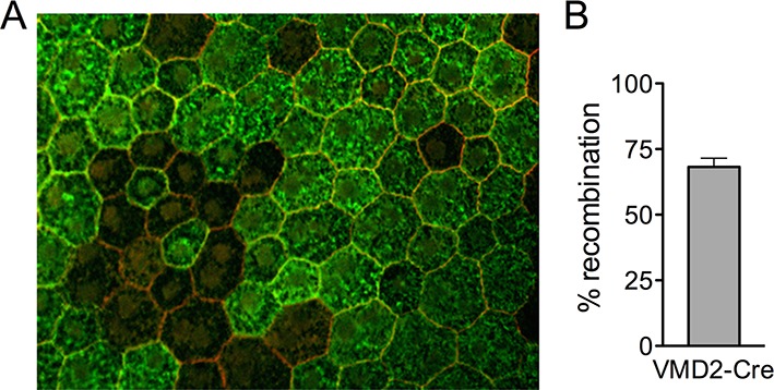 Figure 1—figure supplement 1.