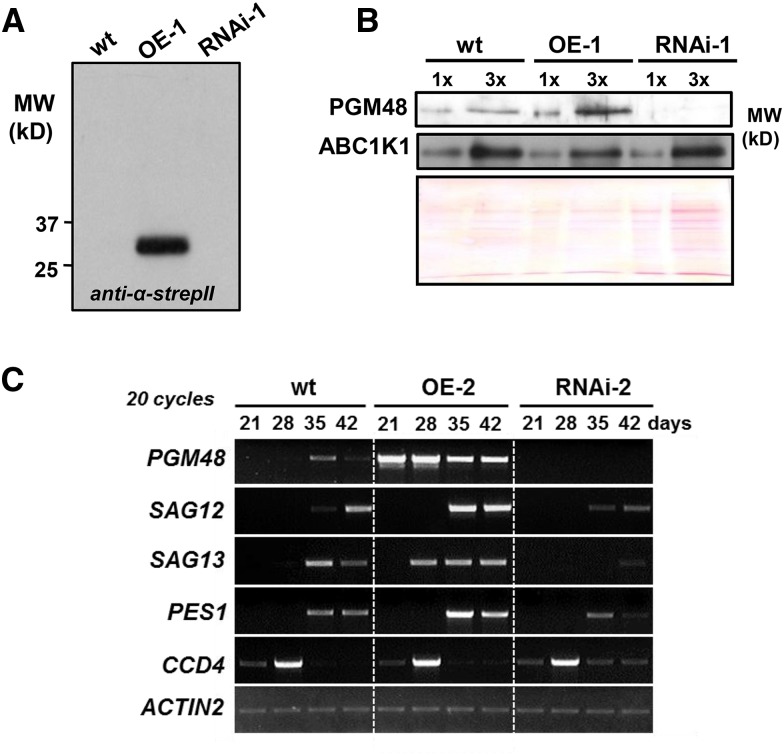 Figure 4.