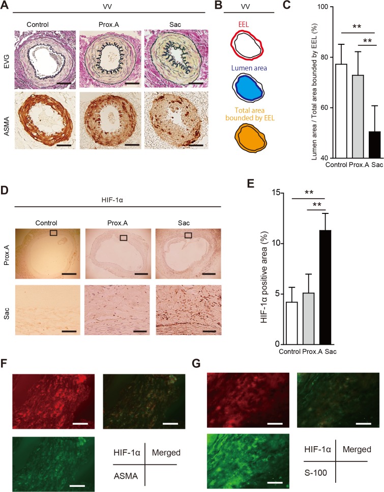 Fig 8