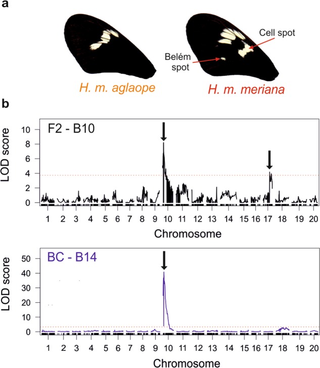 Fig. 4