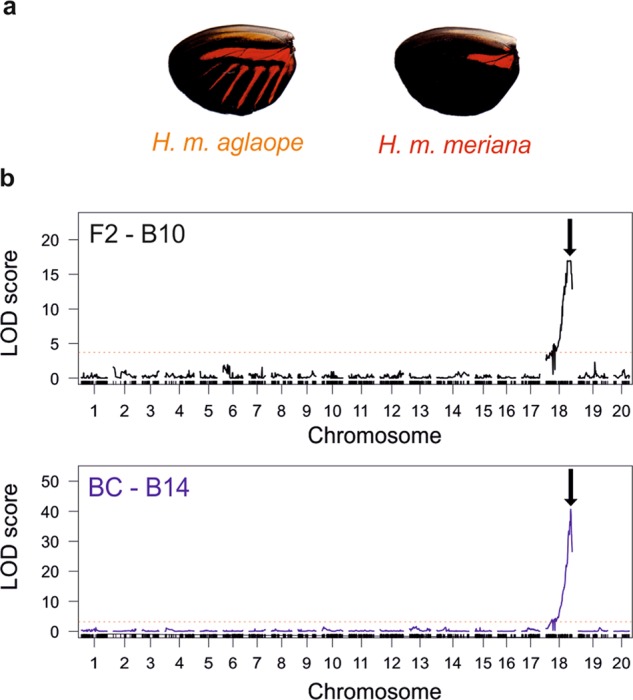 Fig. 2