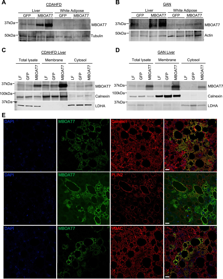 Figure 3