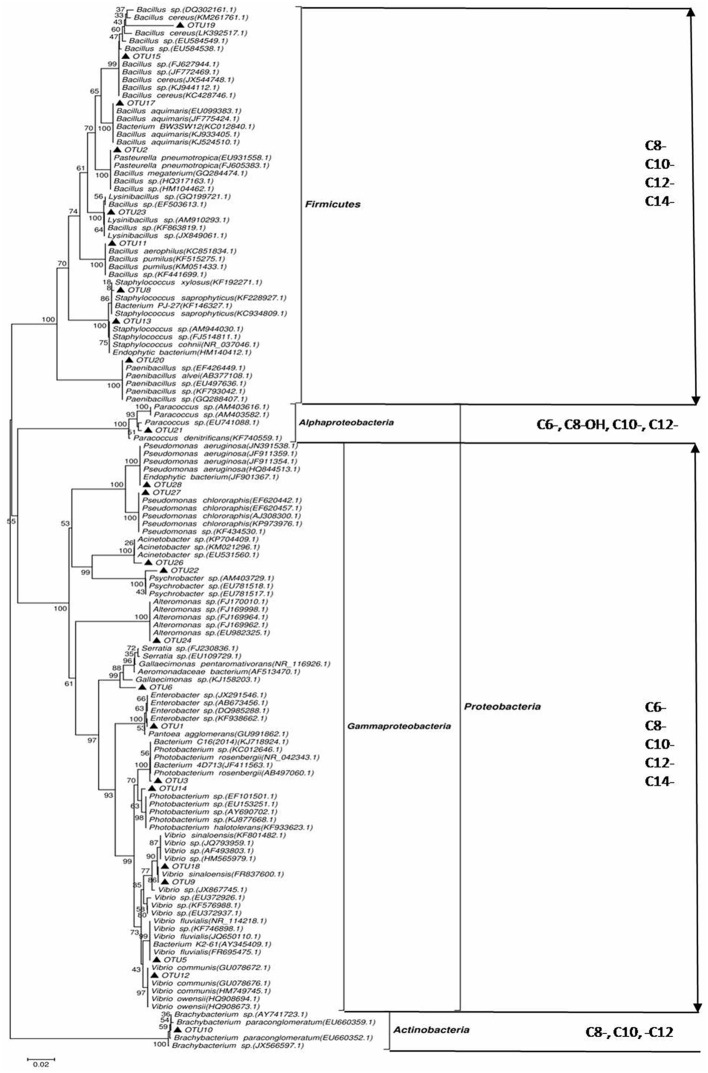 FIGURE 1