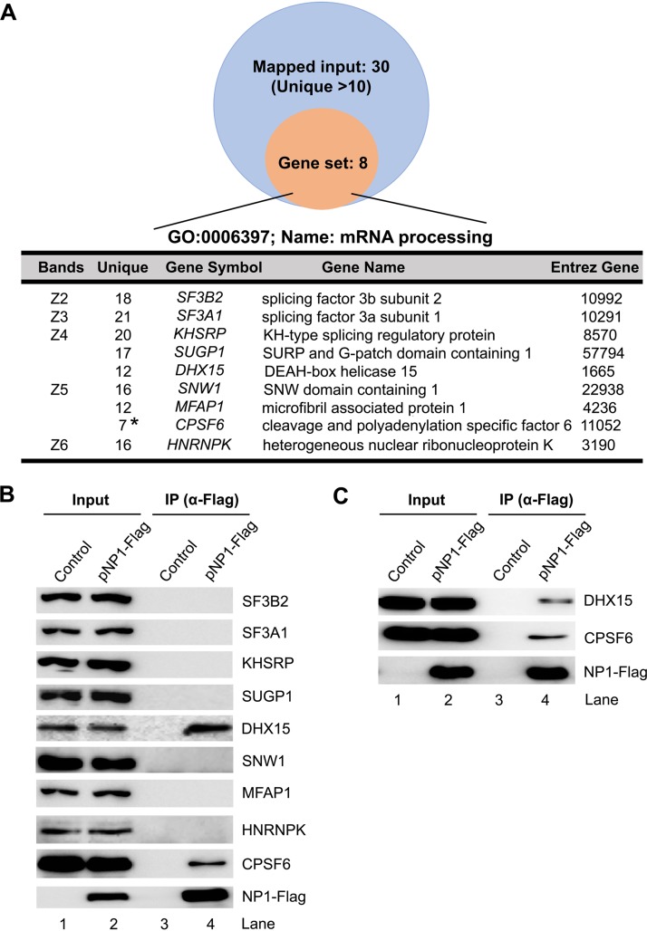 FIG 2