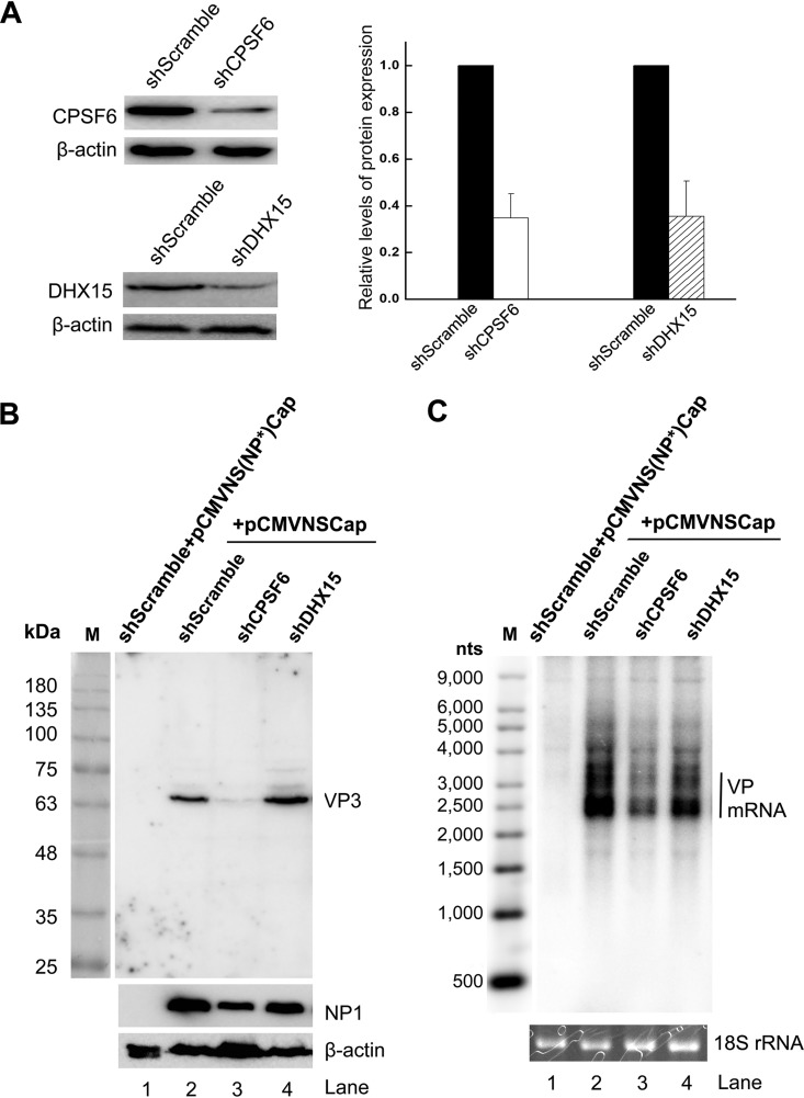 FIG 3