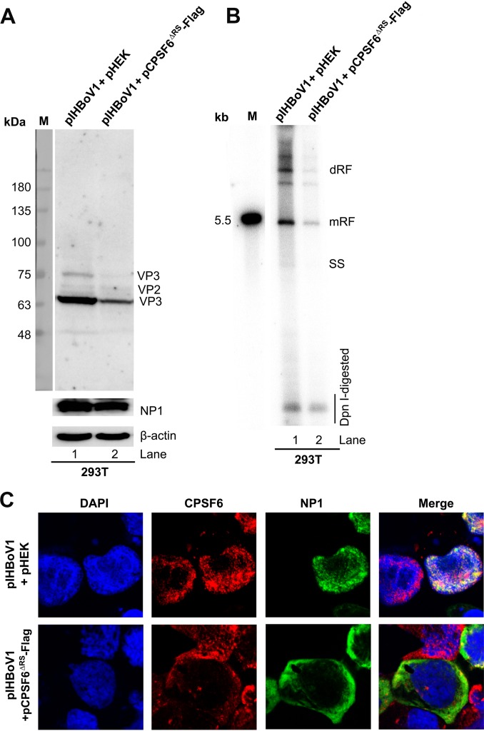 FIG 8