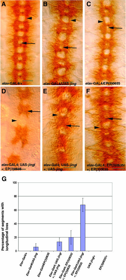 Figure 5.—