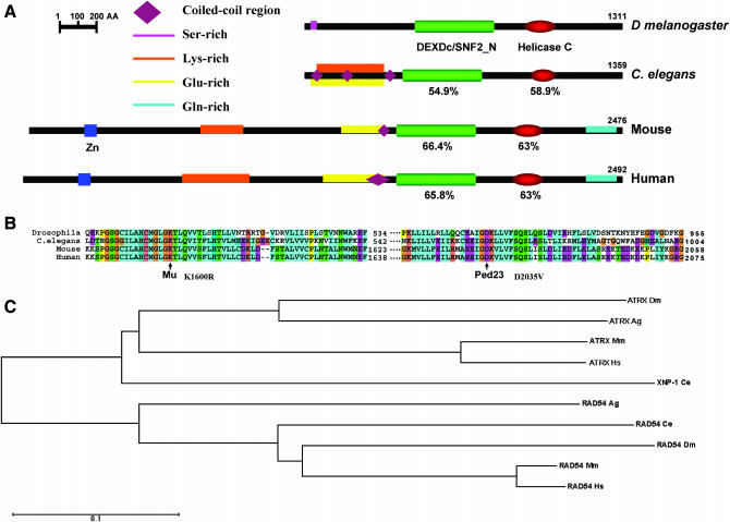 Figure 3.—