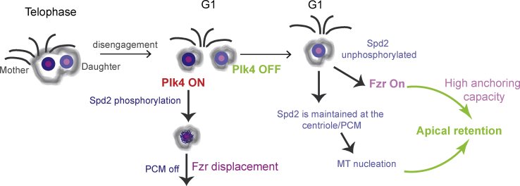 Figure 6