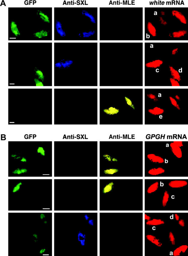 Figure 3.—