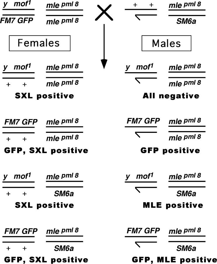 Figure 1.—