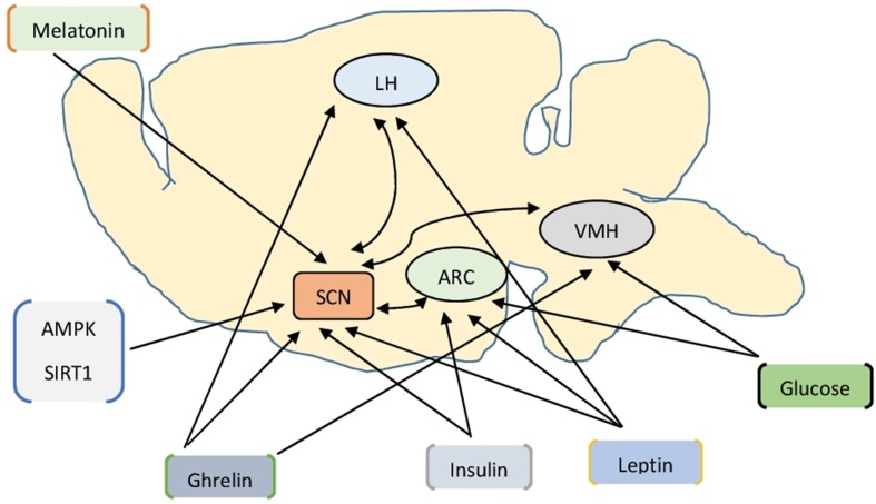 Fig. 1
