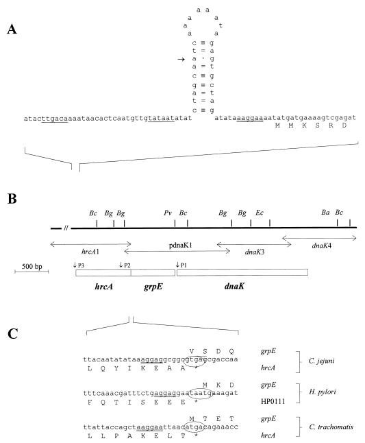 FIG. 1