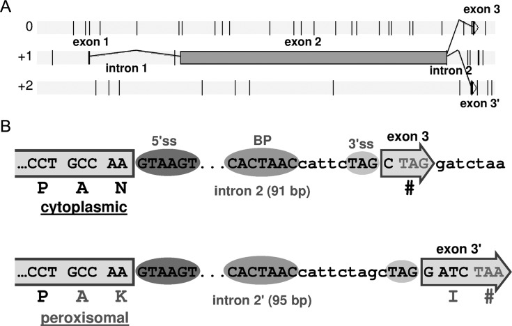 Figure 2.