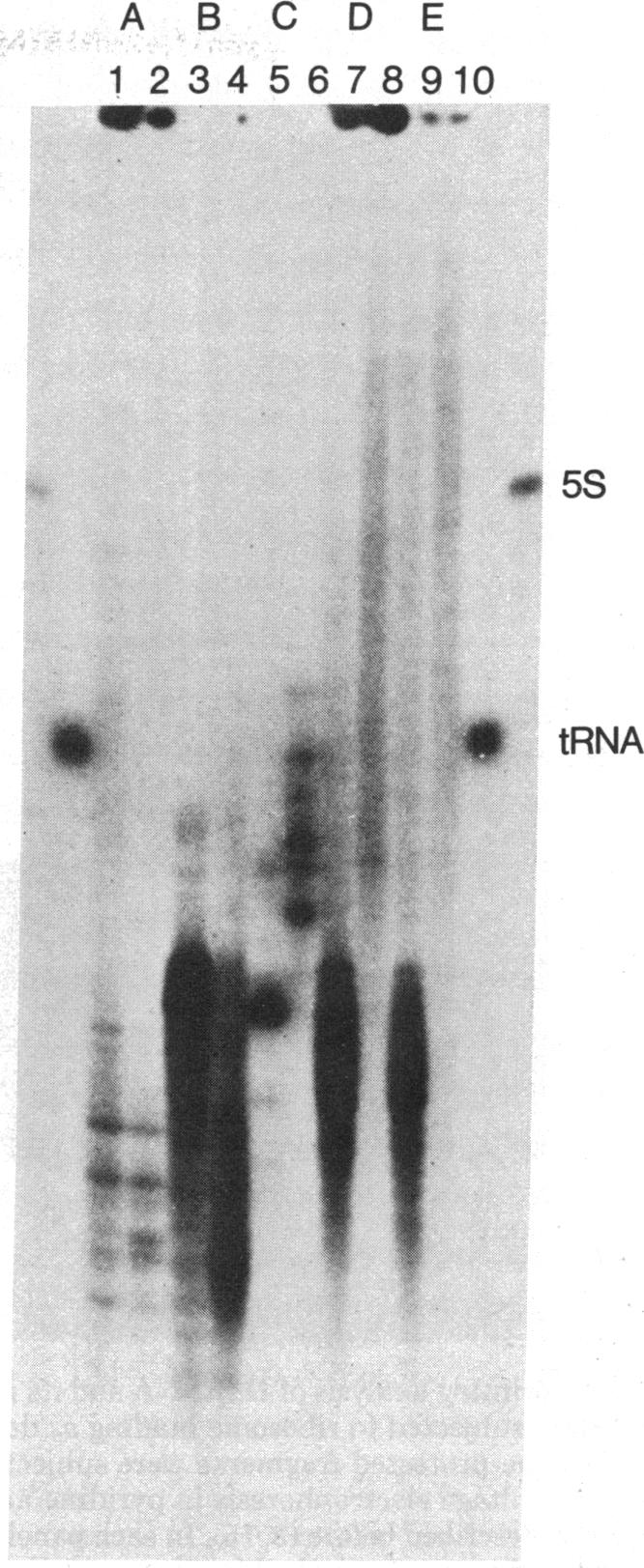 graphic file with name pnas00029-0105-a.jpg